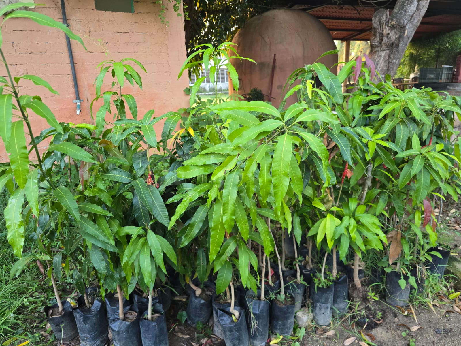 Plantas de guayaba de buen tamaño