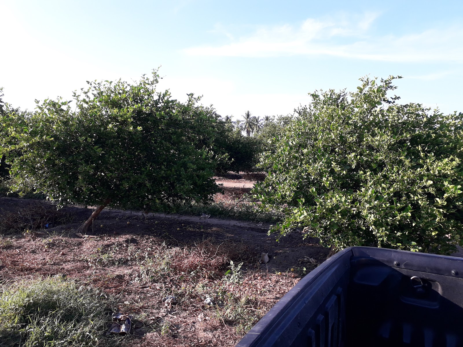 Huerta de cítricos en producción